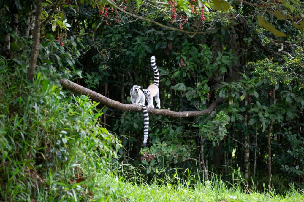 Discover Madagascar – Two lemurs walking along a branch in the lush forest canopy Two lemurs walking on a tree branch surrounded by lush green forest in Madagascar