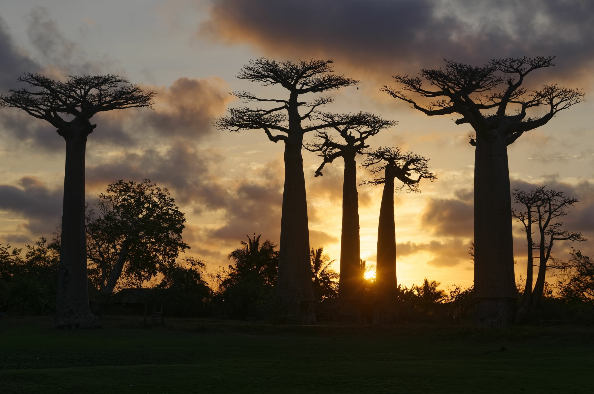 Discover Madagascar – Sunset at the Avenue of the Baobabs, where golden light meets ancient trees Sunset over the Avenue of the Baobabs in Madagascar, casting golden light on iconic baobab trees