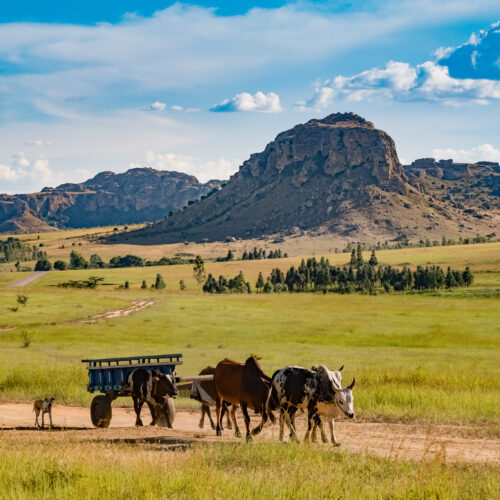 Zebu cart crossing Ihorombe plateau with southern Madagascar mountains in the background