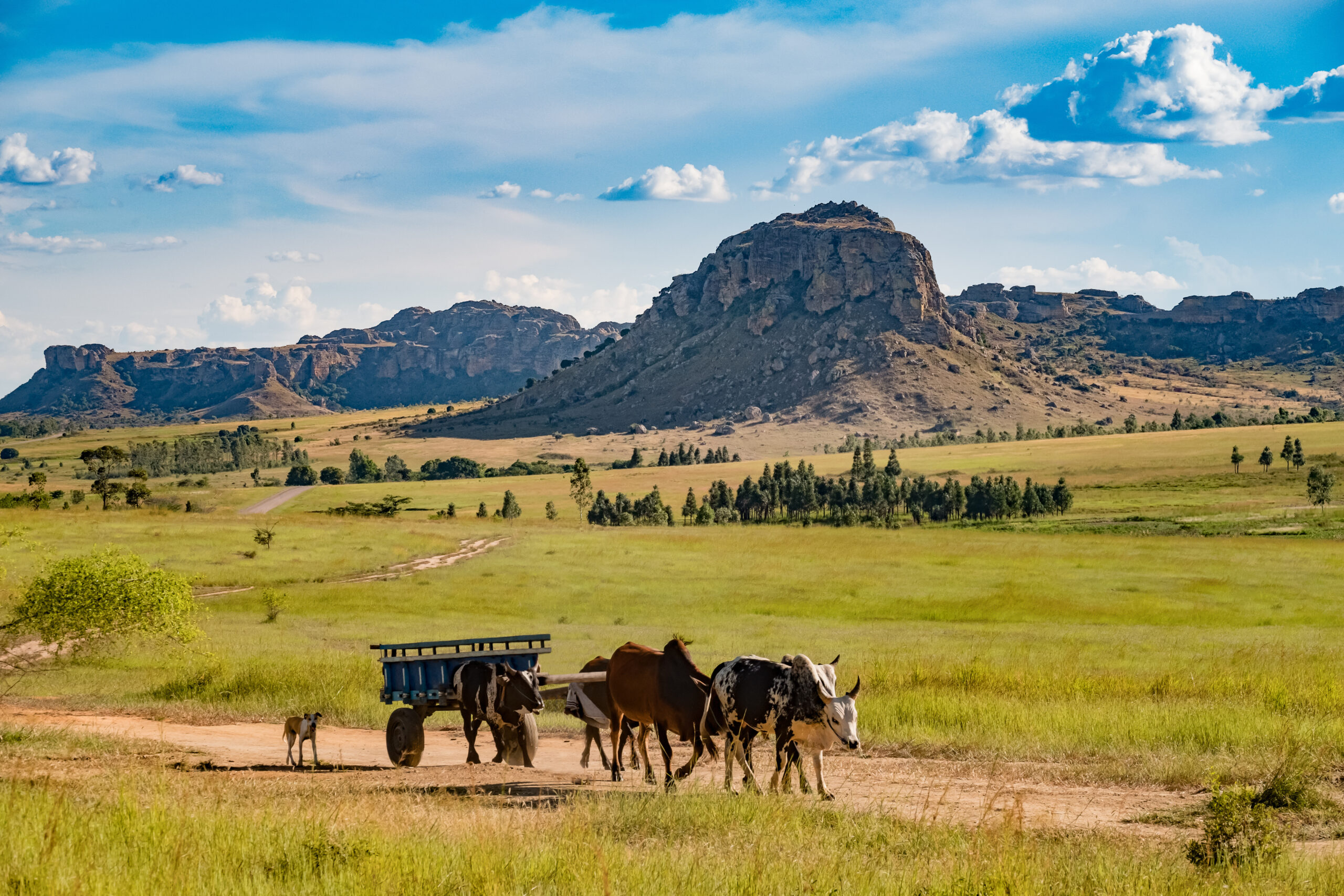 Zebu cart crossing Ihorombe plateau with southern Madagascar mountains in the background