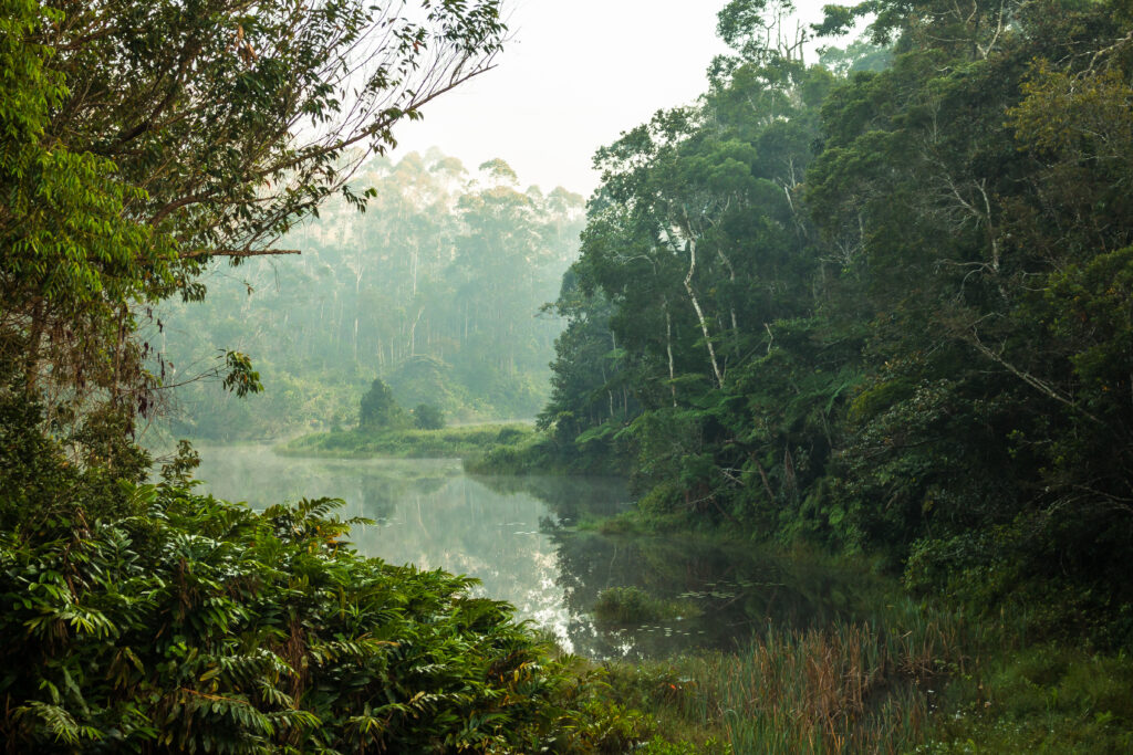 Misty rainforest with a river in eastern Madagascar’s humid forest zone, with Discover Madagascar