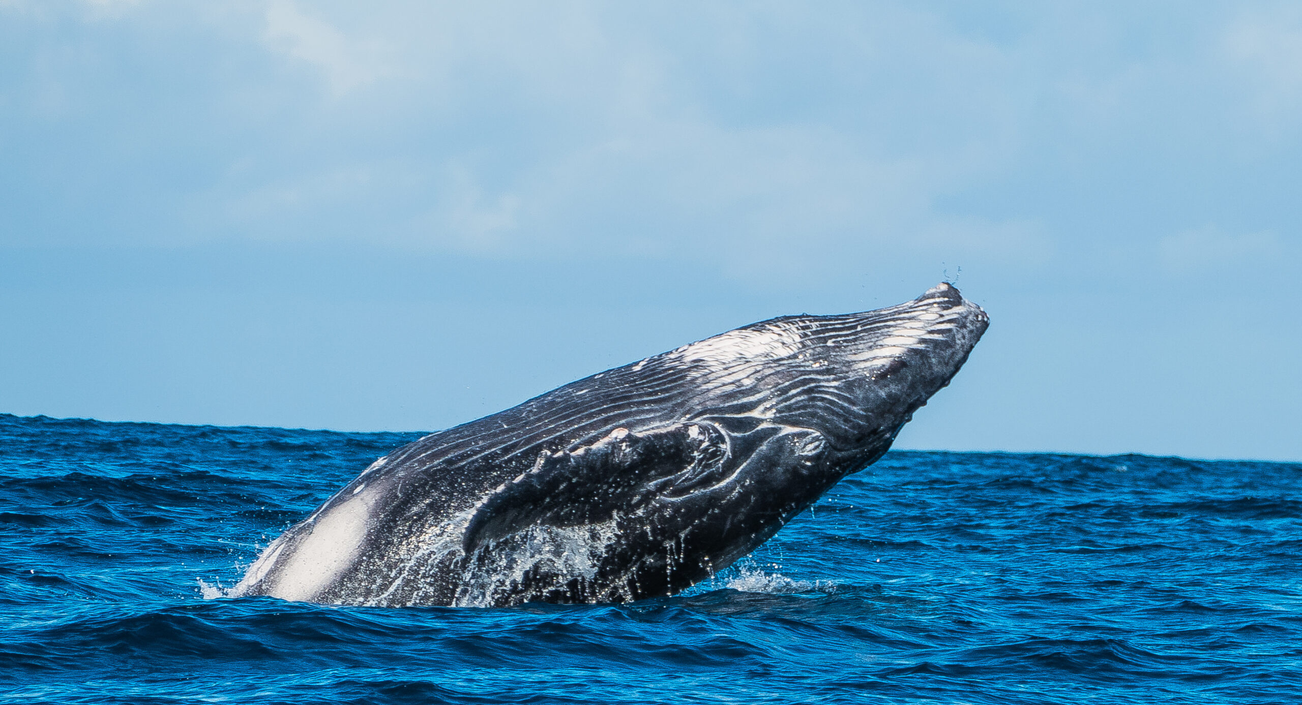 Discover Madagascar – Whale breaching off the coast during a whale watching tour Humpback whale breaching in the deep blue waters of Madagascar during whale watching tour