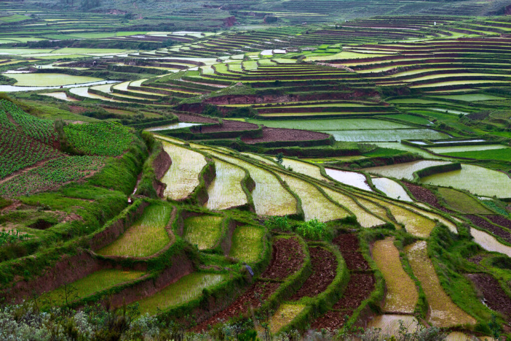 Green terraced rice fields in the Malagasy countryside, peaceful rural landscape of Madagascar
