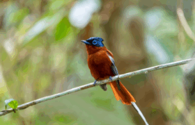 Bird flycatcher Andasibe Mantadia