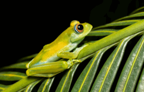 Boophis frog in Ranomafana