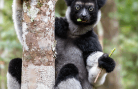 Indri Indri Andasibe – Analamazaotra