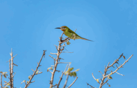 A Madagascar bee-eater perched on dry branches in the southern region of Madagascar.