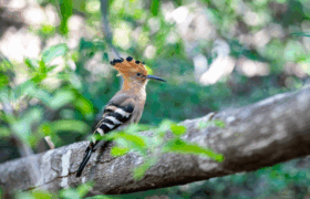A hoopoe bird perched on a tree trunk in the rocky landscapes of Isalo National Park, Madagascar.