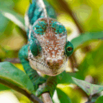 Discover Madagascar and the island most beautiful cameleons