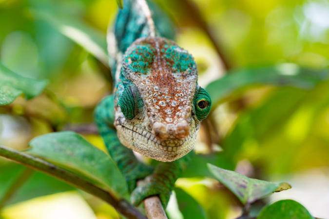 Why Travel with a Local Madagascar Tour Operator? Discover Madagascar the Right Way