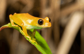 A bright green frog with vivid eyes sitting on a lush green leaf in the rainforest of Andasibe-Mantadia.