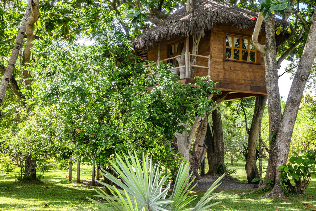 Tree house_12